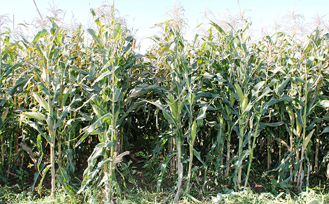 fully-grown-maize-crop