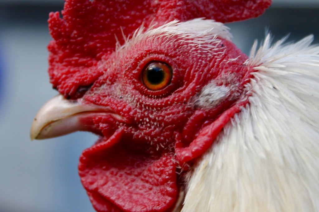 How to List Your Chickens for Sale on ChickenPrices.co.zw