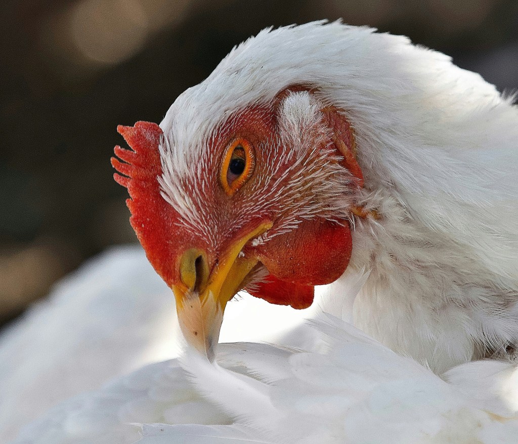 Zimbabwe Takes on Antibiotic Overuse in Chickens and Dairy