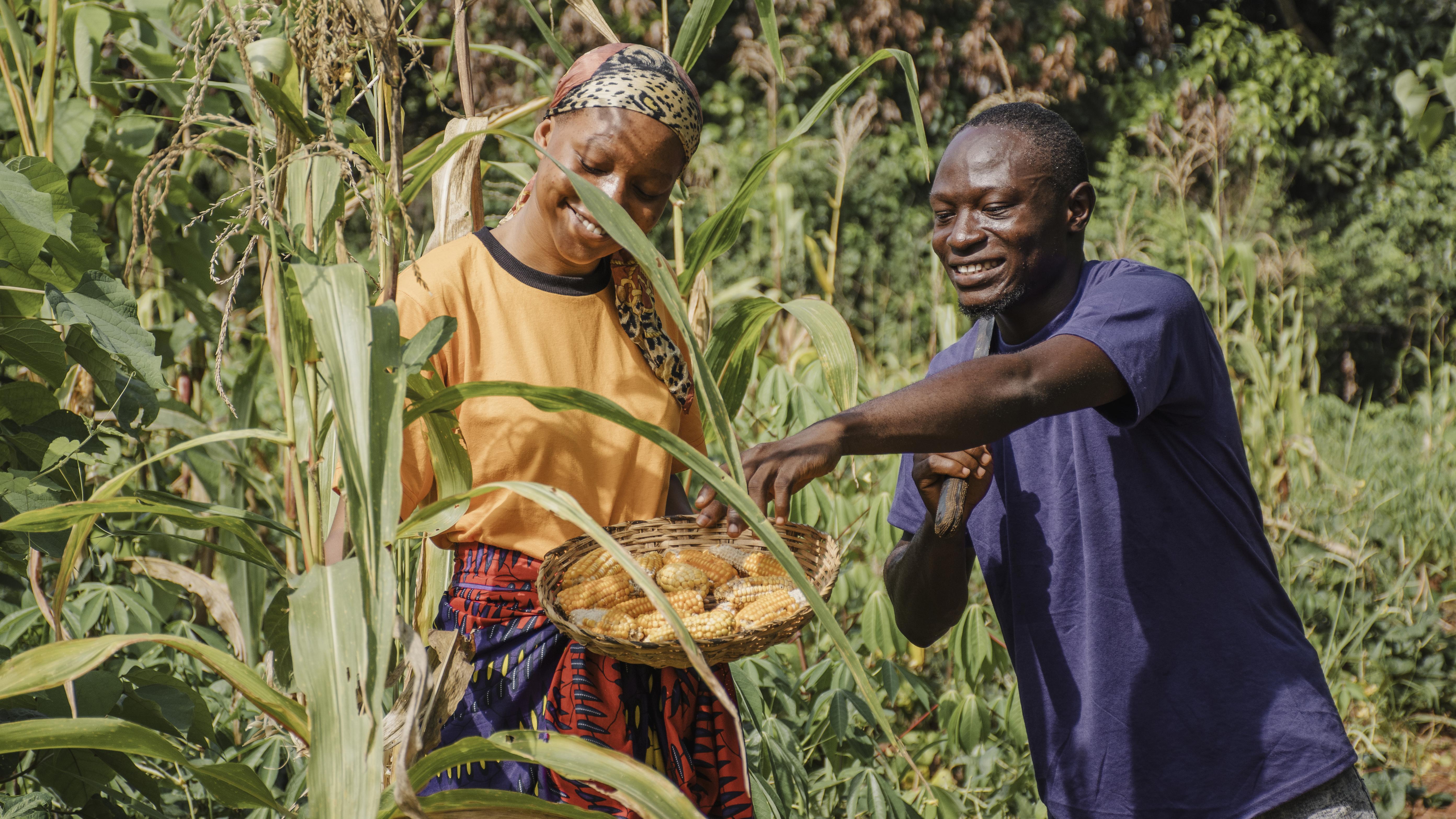chickenpriceszw-countryside-workers-together-field