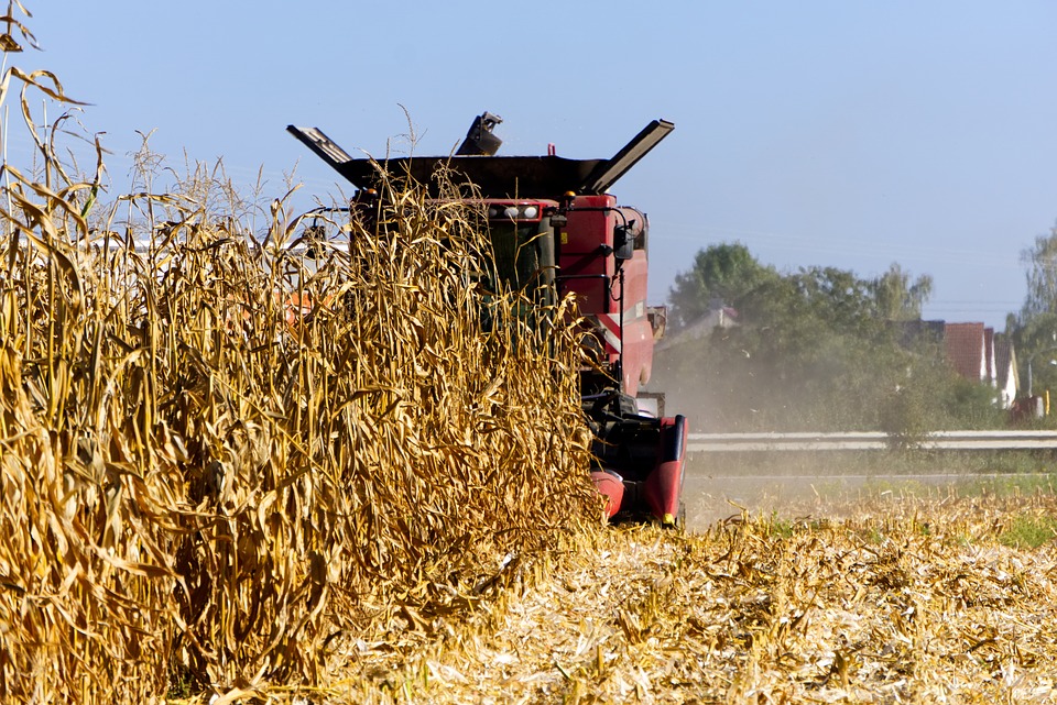 photo-for-a-maize-article