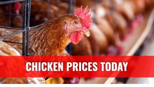 How to Sell Road Runners in Zimbabwe for More Profit