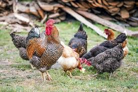 roadrunner vs broiler zimbabwe