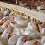 poultry
