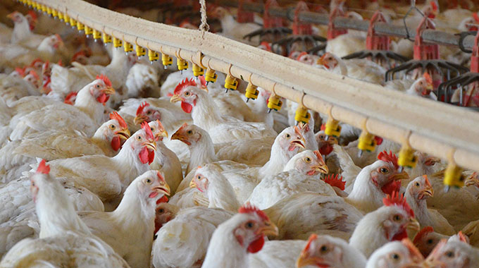 ZIMBABWEAN WOMEN IN POULTRY: OPPORTUNITIES & SETBACKS 2026
