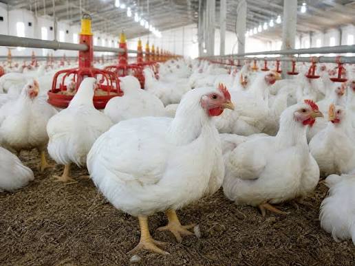Selling Chickens on WhatsApp in Zimbabwe: A Practical Playbook