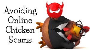 How to Avoid Chicken Scams in Zimbabwe